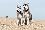 SIBERIAN HUSKY 319